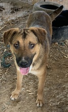 DREW, Hund, Mischlingshund in Griechenland - Bild 7
