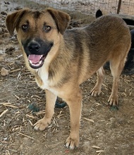 DREW, Hund, Mischlingshund in Griechenland - Bild 8