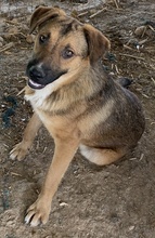 DREW, Hund, Mischlingshund in Griechenland - Bild 9