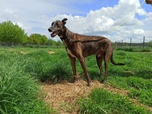 REDEK, Hund, Mischlingshund in Polen - Bild 8
