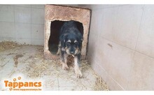 GYEMANT, Hund, Mischlingshund in Ungarn - Bild 2