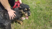 GYEMANT, Hund, Mischlingshund in Ungarn - Bild 3