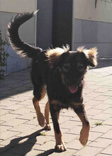 MILLIE, Hund, Mischlingshund in Wallerstein - Bild 10