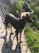 MILLIE, Hund, Mischlingshund in Wallerstein - Bild 11