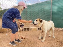 OSA, Hund, Mischlingshund in Spanien - Bild 12