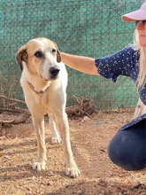 OSA, Hund, Mischlingshund in Spanien - Bild 13