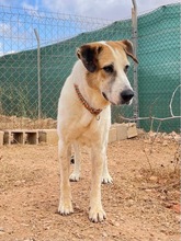 OSA, Hund, Mischlingshund in Spanien - Bild 15