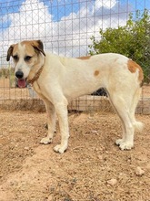 OSA, Hund, Mischlingshund in Spanien - Bild 19