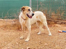 OSA, Hund, Mischlingshund in Spanien - Bild 20