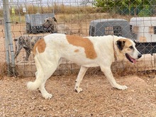 OSA, Hund, Mischlingshund in Spanien - Bild 21