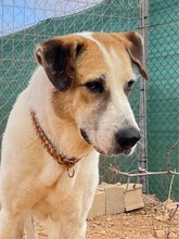 OSA, Hund, Mischlingshund in Spanien - Bild 22