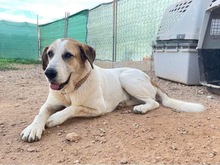 OSA, Hund, Mischlingshund in Spanien - Bild 24