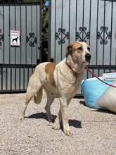 OSA, Hund, Mischlingshund in Spanien - Bild 6