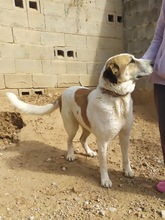 OSA, Hund, Mischlingshund in Spanien - Bild 9