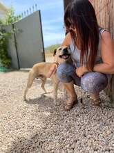 HUGO, Hund, Labrador-Mix in Spanien - Bild 5