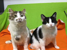 OMALLEY, Katze, Hauskatze in Bulgarien - Bild 1