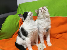 OMALLEY, Katze, Hauskatze in Bulgarien - Bild 3