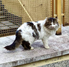 OMALLEY, Katze, Hauskatze in Bulgarien - Bild 5