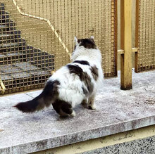 OMALLEY, Katze, Hauskatze in Bulgarien - Bild 6