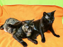 SWEETY, Katze, Hauskatze in Leipzig - Bild 1