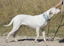 ENOLA, Hund, Dogo Argentino in Spanien - Bild 2