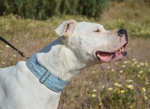 ENOLA, Hund, Dogo Argentino in Spanien - Bild 4