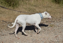 ENOLA, Hund, Dogo Argentino in Spanien - Bild 7