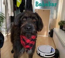 BABAKAR, Hund, Schnauzer-Mix in Spanien - Bild 1