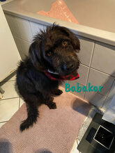 BABAKAR, Hund, Schnauzer-Mix in Spanien - Bild 2