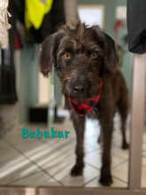 BABAKAR, Hund, Schnauzer-Mix in Spanien - Bild 4
