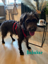 BABAKAR, Hund, Schnauzer-Mix in Spanien - Bild 5