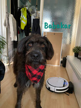 BABAKAR, Hund, Schnauzer-Mix in Spanien - Bild 6