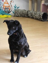 SUNNY, Hund, Mischlingshund in Rumänien - Bild 12