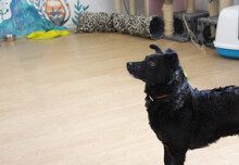 SUNNY, Hund, Mischlingshund in Rumänien - Bild 18