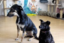 SUNNY, Hund, Mischlingshund in Rumänien - Bild 19