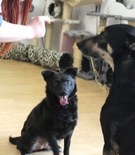 SUNNY, Hund, Mischlingshund in Rumänien - Bild 2