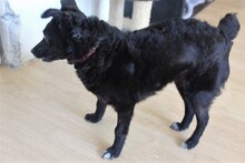 SUNNY, Hund, Mischlingshund in Rumänien - Bild 9