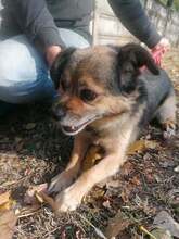 BERTOLD, Hund, Mischlingshund in Ungarn - Bild 8