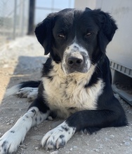 BRAZZO, Hund, Mischlingshund in Griechenland - Bild 10