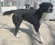 BRAZZO, Hund, Mischlingshund in Griechenland - Bild 4
