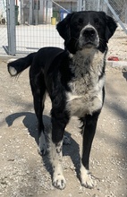BRAZZO, Hund, Mischlingshund in Griechenland - Bild 7