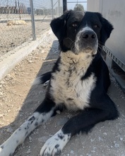 BRAZZO, Hund, Mischlingshund in Griechenland - Bild 9