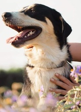 MIKE, Hund, Mischlingshund in Griechenland - Bild 3