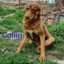 COLLIN, Hund, Mischlingshund in Bulgarien - Bild 1