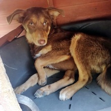COLLIN, Hund, Mischlingshund in Bulgarien - Bild 11