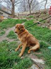 COLLIN, Hund, Mischlingshund in Bulgarien - Bild 2