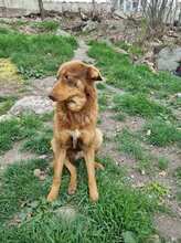 COLLIN, Hund, Mischlingshund in Bulgarien - Bild 4
