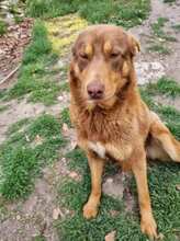 COLLIN, Hund, Mischlingshund in Bulgarien - Bild 6