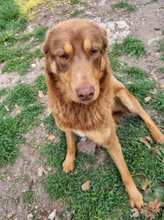 COLLIN, Hund, Mischlingshund in Linnich - Bild 5