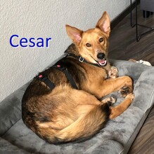CESAR, Hund, Mischlingshund in Hannover - Bild 1